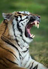 Tiger Baring Teeth