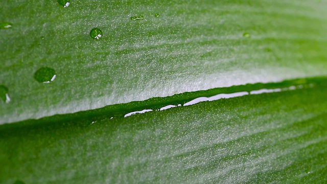 Water jet on green leaf surface