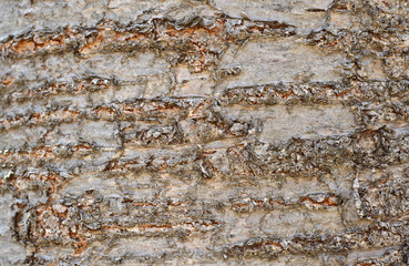 Bark detail