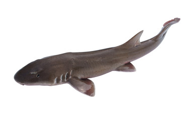 Whole fresh shark isolated on white background