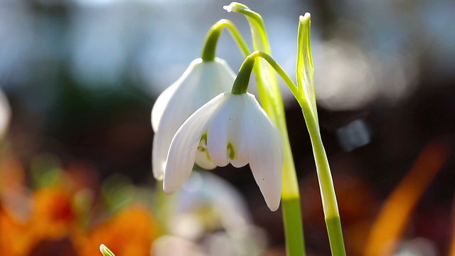 The first spring snowdrops in a forest