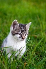 Kitten - Katze im Gras