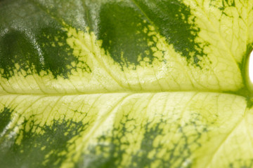 green leaf. macro