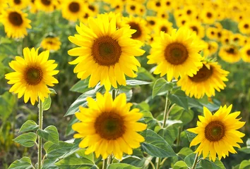 Acrylic prints Sunflower Sunflowers field
