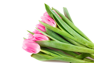 Many pink tulips lying on white background