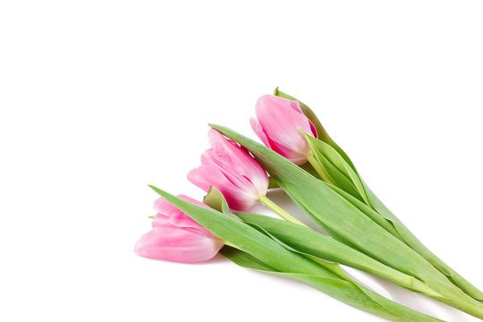 Three pink tulips lying on white background