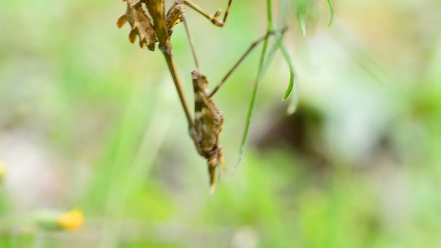 Empusa pennata