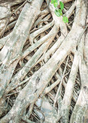 Large tree roots as background
