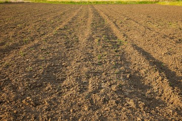 Soil