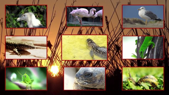 wildlife, composition