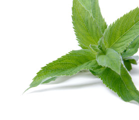 Mint, isolated on white background