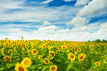 Abwaschbare Fototapete Sonnenblume Feld der Sonnenblumen