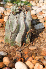 Cactus and stone garden