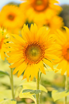 Sunflower in Lopburi province of Thailand