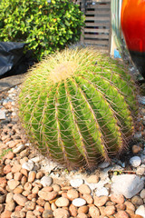 Cactus and stone garden