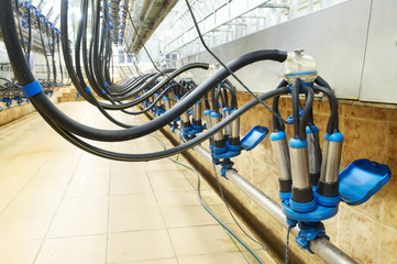 dairy milking cluster at farm