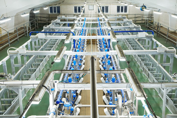 dairy milking system farm