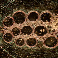 microscopy micrograph plant tissue, stem of pumpkin