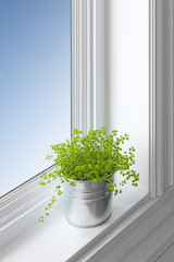 Green plant on a window sill