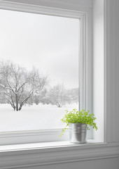 Naklejka premium Green plant and winter landscape seen through the window