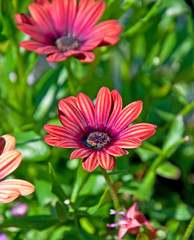 Obraz premium Flower Astra Outback Purple