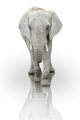 elefante sobre fondo blanco © lmartin.es