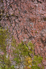 Tree Bark Texture with Moss