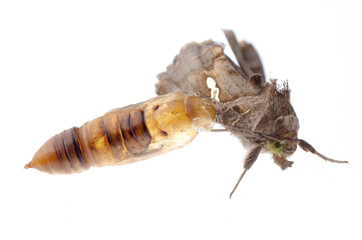 snout moth