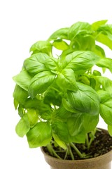 Basil