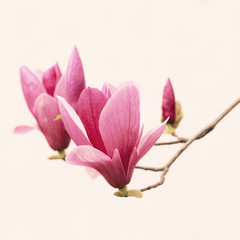 Closeup magnolia on white background
