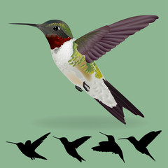 humming bird vector