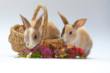 sweet little rabbits