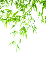 竹の葉