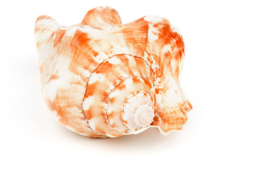 Conch Sea Shell