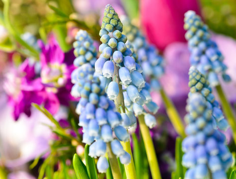 Fr&uuml;hlingserwachen: Traubenhyazinthen im Fr&uuml;hlingsblumenbeet