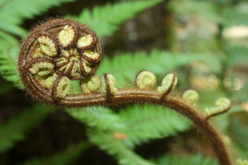 unfolding fern
