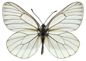 Geïsoleerde zwart-geaderde witte vlinder