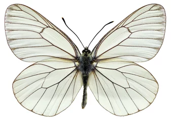 Fotobehang Vlinder Geïsoleerde zwart-geaderde witte vlinder