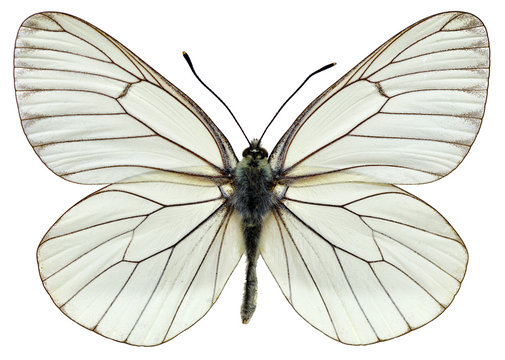 Fototapeta Isolated Black-veined White butterfly