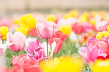 Photo sur Plexiglas Tulipe Champ de tulipes colorées