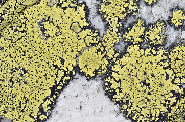 Macro map lichen (Rhizocarpon geographicum) on rock