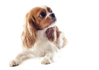 Fototapeta premium cavalier king charles