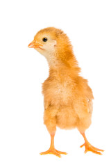 Küken - freigestellt