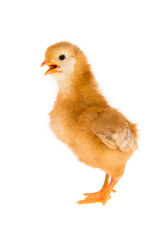 Küken - freigestellt