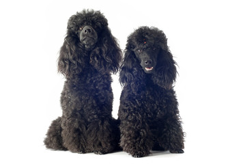 poodles
