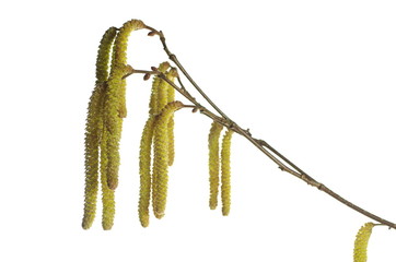 Naklejka premium hazel's inflorescence