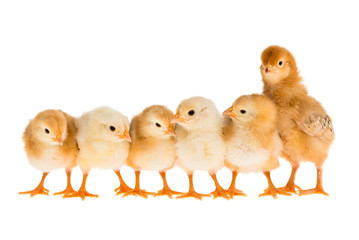 Küken - freigestellt