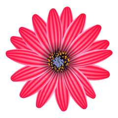 purple flower isolated on white vector illustration