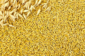 Texture from oat grains with stalks of oats