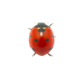 Ladybug